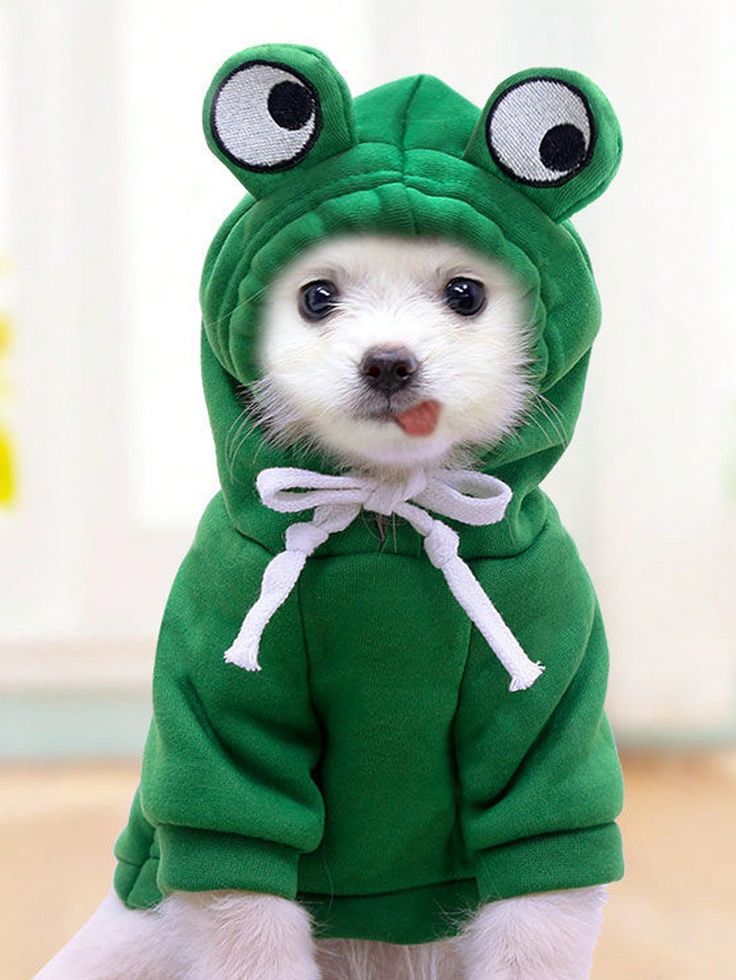 PET CLOTHING & ACCESSORIES