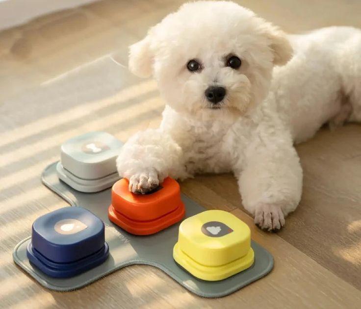 PET TRAINING TOOLS